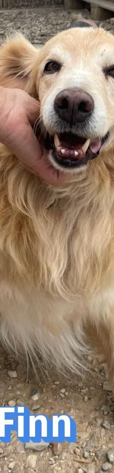 Finn – Golden Retriever Mix, Männchen, 6 Jahre 11 Monate, Griechenland – Foto 2