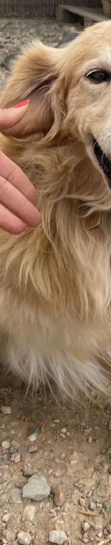 Finn – Golden Retriever Mix, Männchen, 6 Jahre 11 Monate, Griechenland – Foto 3
