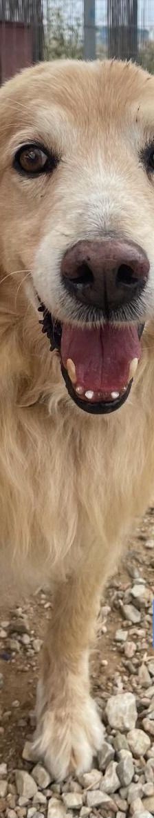 Finn – Golden Retriever Mix, Männchen, 6 Jahre 11 Monate, Griechenland – Foto 4