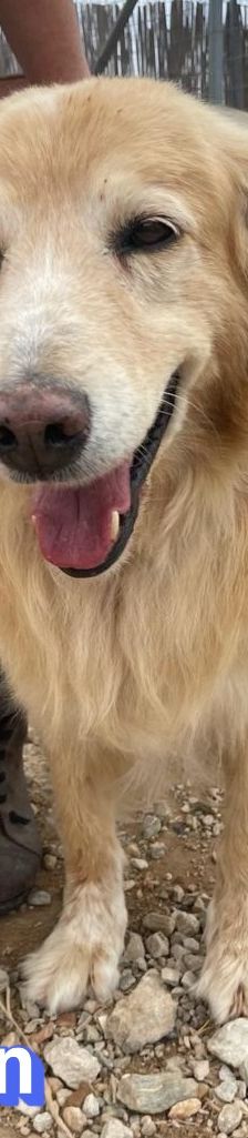 Finn – Golden Retriever Mix, Männchen, 6 Jahre 11 Monate, Griechenland – Foto 5