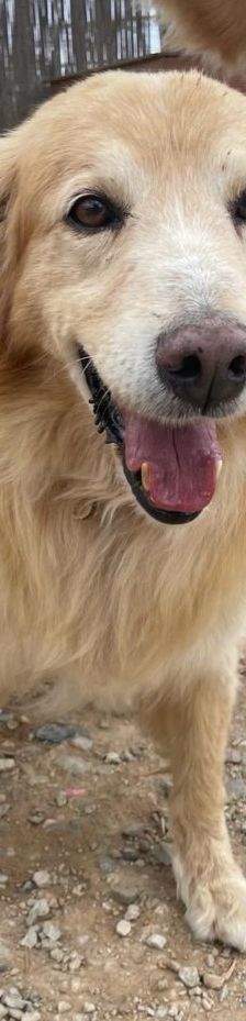 Finn – Golden Retriever Mix, Männchen, 6 Jahre 11 Monate, Griechenland – Foto 6