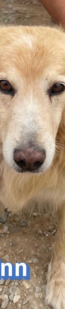 Finn – Golden Retriever Mix, Männchen, 6 Jahre 11 Monate, Griechenland – Foto 7