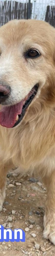 Finn – Golden Retriever Mix, Männchen, 6 Jahre 11 Monate, Griechenland – Foto 8