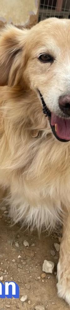 Finn – Golden Retriever Mix, Männchen, 6 Jahre 11 Monate, Griechenland – Foto 9