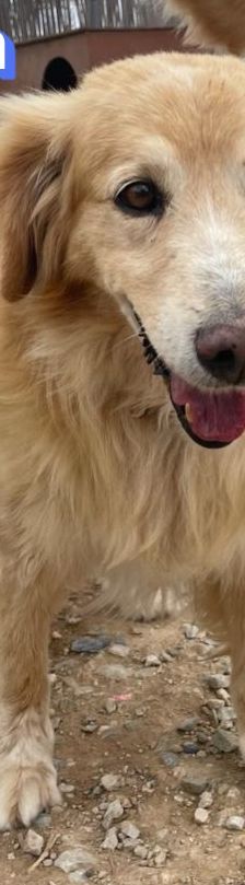 Finn – Golden Retriever Mix, Männchen, 6 Jahre 11 Monate, Griechenland – Foto 10