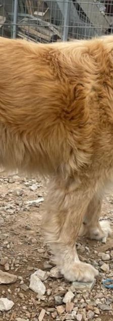 Finn – Golden Retriever Mix, Männchen, 6 Jahre 11 Monate, Griechenland – Foto 11
