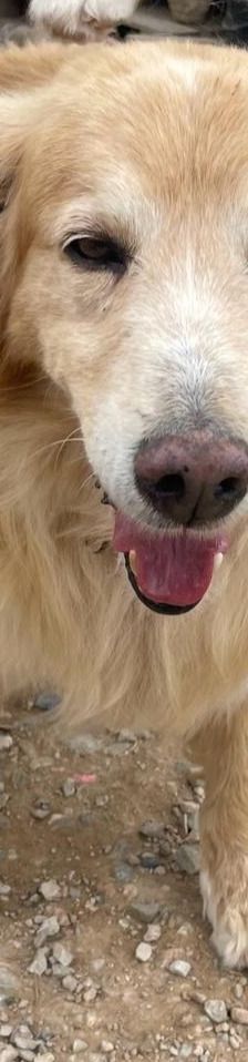 Finn – Golden Retriever Mix, Männchen, 6 Jahre 11 Monate, Griechenland – Foto 12