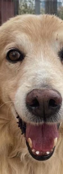 Finn – Golden Retriever Mix, Männchen, 6 Jahre 11 Monate, Griechenland – Foto 1