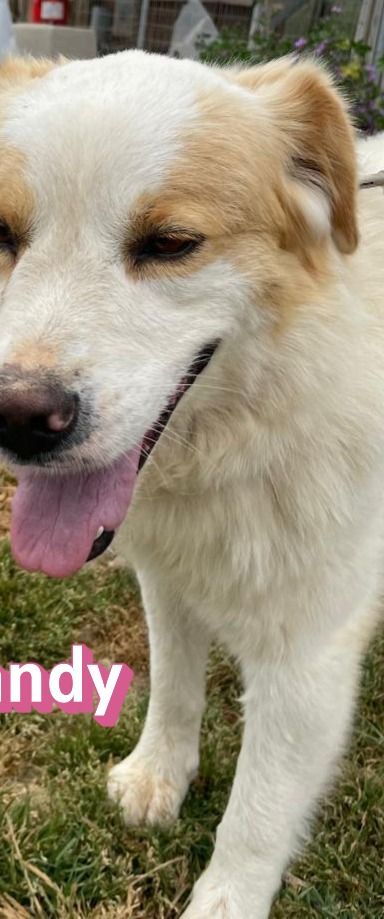 Candy – Mischling, Weibchen, 3 Jahre 9 Monate, Griechenland – Foto 3