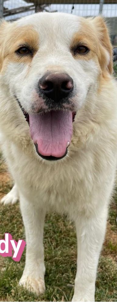 Candy – Mischling, Weibchen, 3 Jahre 9 Monate, Griechenland – Foto 4