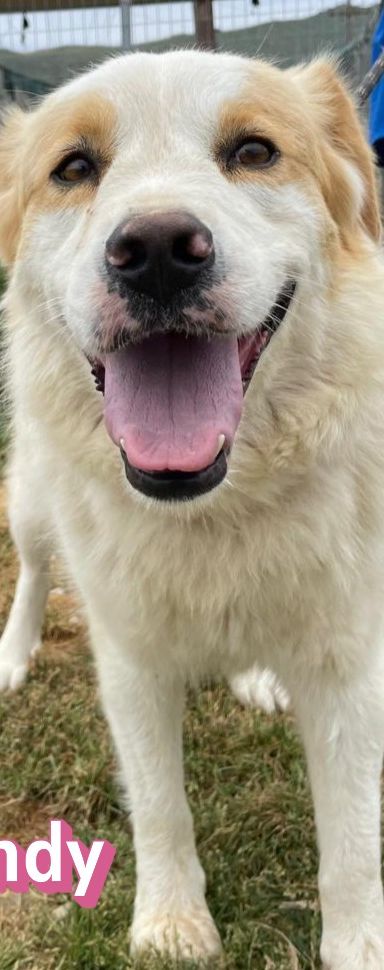 Candy – Mischling, Weibchen, 3 Jahre 9 Monate, Griechenland – Foto 5