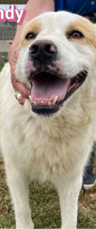 Candy – Mischling, Weibchen, 3 Jahre 9 Monate, Griechenland – Foto 6