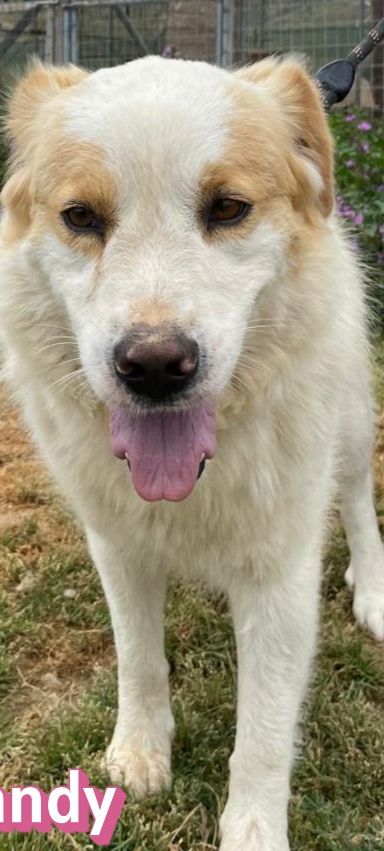 Candy – Mischling, Weibchen, 3 Jahre 9 Monate, Griechenland – Foto 7
