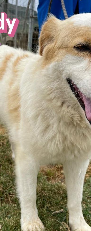 Candy – Mischling, Weibchen, 3 Jahre 9 Monate, Griechenland – Foto 8