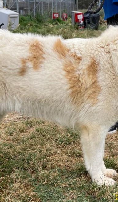 Candy – Mischling, Weibchen, 3 Jahre 9 Monate, Griechenland – Foto 9