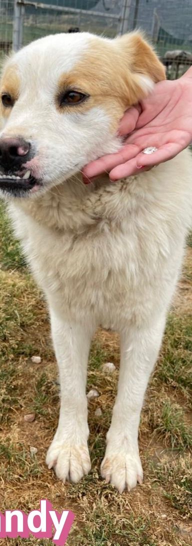 Candy – Mischling, Weibchen, 3 Jahre 9 Monate, Griechenland – Foto 10