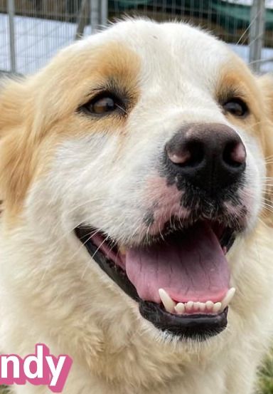 Candy – Mischling, Weibchen, 3 Jahre 9 Monate, Griechenland – Foto 12