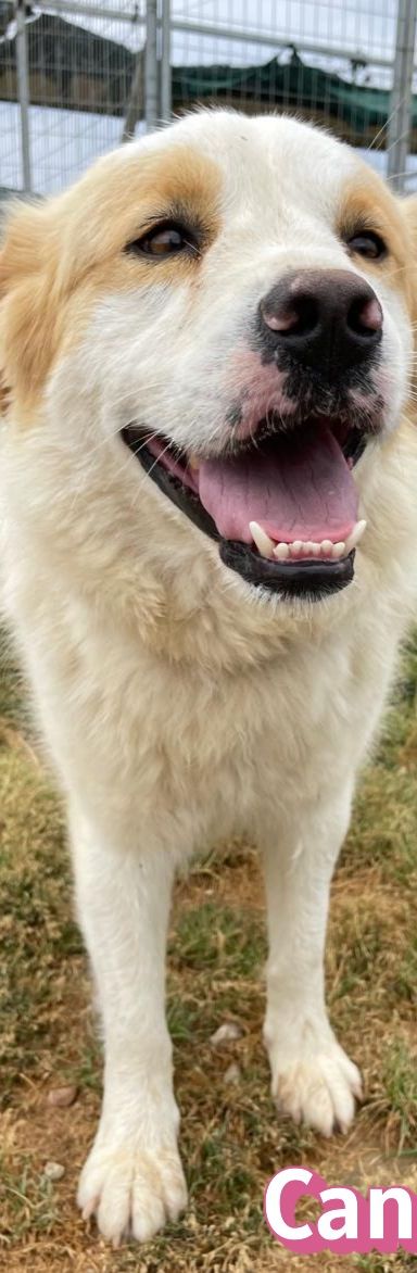 Candy – Mischling, Weibchen, 3 Jahre 9 Monate, Griechenland – Foto 13