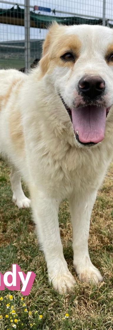 Candy – Mischling, Weibchen, 3 Jahre 9 Monate, Griechenland – Foto 14