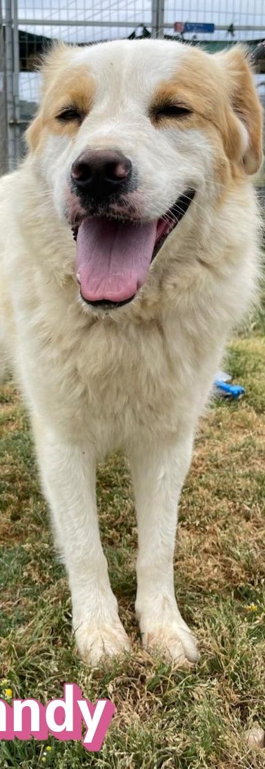 Candy – Mischling, Weibchen, 3 Jahre 9 Monate, Griechenland – Foto 15