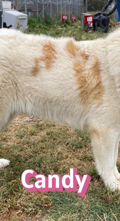 Candy – Mischling, Weibchen, 3 Jahre 9 Monate, Griechenland – Foto 16