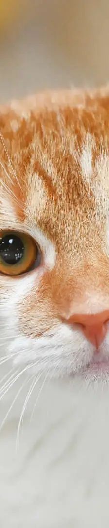 Oliver Twist – EKH, Männchen, 3 Jahre, 13057 Berlin – Foto 1