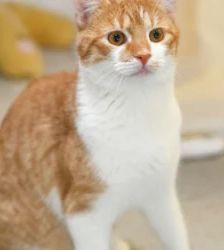 Oliver Twist – EKH, Männchen, 3 Jahre, 13057 Berlin – Foto 2