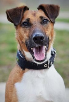 Rudi – Foxterrier, Männchen, 6 Jahre, 97074 Würzburg – Foto 1