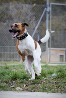 Rudi – Foxterrier, Männchen, 6 Jahre, 97074 Würzburg – Foto 8