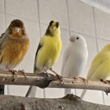 Kanarienvögel mit Megabakterien – Kanarienvögel, Unbekannt, 1 Jahr, 70195 Stuttgart-Botnang – Foto 1