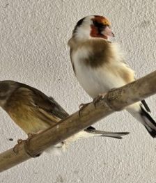 Kanarienvögel mit Megabakterien – Kanarienvögel, Unbekannt, 1 Jahr, 70195 Stuttgart-Botnang – Foto 2