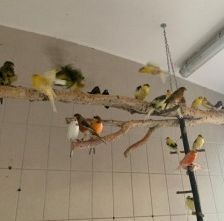 Kanarienvögel mit Megabakterien – Kanarienvögel, Unbekannt, 1 Jahr, 70195 Stuttgart-Botnang – Foto 11