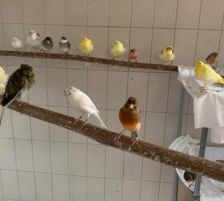 Kanarienvögel mit Megabakterien – Kanarienvögel, Unbekannt, 1 Jahr, 70195 Stuttgart-Botnang – Foto 12
