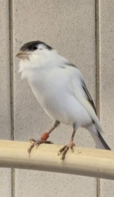 Kanarienvögel mit Megabakterien – Kanarienvögel, Unbekannt, 1 Jahr, 70195 Stuttgart-Botnang – Foto 3