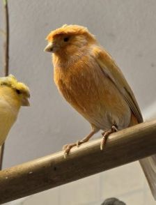 Kanarienvögel mit Megabakterien – Kanarienvögel, Unbekannt, 1 Jahr, 70195 Stuttgart-Botnang – Foto 4