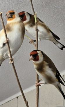 Kanarienvögel mit Megabakterien – Kanarienvögel, Unbekannt, 1 Jahr, 70195 Stuttgart-Botnang – Foto 5