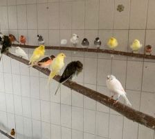 Kanarienvögel mit Megabakterien – Kanarienvögel, Unbekannt, 1 Jahr, 70195 Stuttgart-Botnang – Foto 6