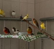 Kanarienvögel mit Megabakterien – Kanarienvögel, Unbekannt, 1 Jahr, 70195 Stuttgart-Botnang – Foto 7