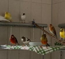 Kanarienvögel mit Megabakterien – Kanarienvögel, Unbekannt, 1 Jahr, 70195 Stuttgart-Botnang – Foto 8