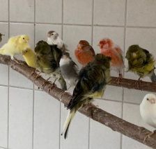 Kanarienvögel mit Megabakterien – Kanarienvögel, Unbekannt, 1 Jahr, 70195 Stuttgart-Botnang – Foto 9