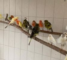 Kanarienvögel mit Megabakterien – Kanarienvögel, Unbekannt, 1 Jahr, 70195 Stuttgart-Botnang – Foto 10