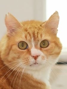 Alfred – EKH, Männchen, 16 Jahre, 90537 Feucht – Foto 1
