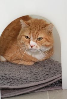 Alfred – EKH, Männchen, 16 Jahre, 90537 Feucht – Foto 2