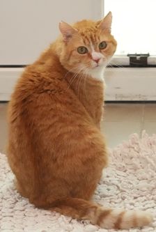 Alfred – EKH, Männchen, 16 Jahre, 90537 Feucht – Foto 3