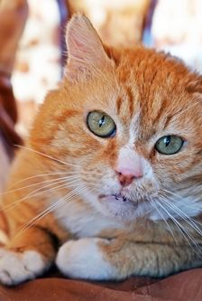 Alfred – EKH, Männchen, 16 Jahre, 90537 Feucht – Foto 4
