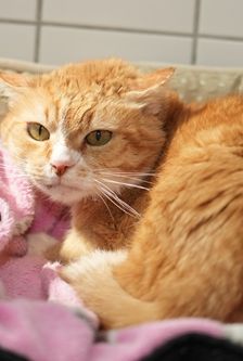 Alfred – EKH, Männchen, 16 Jahre, 90537 Feucht – Foto 5