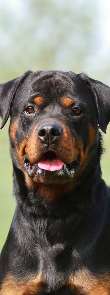 Findus – Rottweiler, Männchen, 6 Jahre, 13057 Berlin – Foto 1