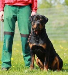 Findus – Rottweiler, Männchen, 6 Jahre, 13057 Berlin – Foto 2