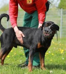 Findus – Rottweiler, Männchen, 6 Jahre, 13057 Berlin – Foto 3