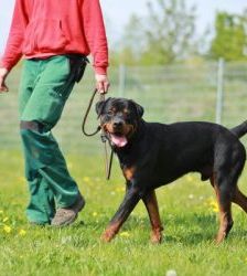 Findus – Rottweiler, Männchen, 6 Jahre, 13057 Berlin – Foto 5